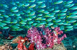 Oman Scuba Diving Holiday. Luxury Oman Aggressor Liveaboard. Marine Life.